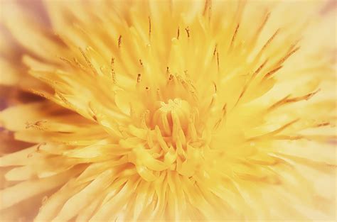 Dandelion Blowball Blossom Flower Free Stock Photo Public Domain Pictures