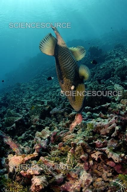 Photograph | Titan Triggerfish | Science Source Images