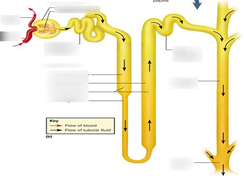 Draw A Well Labelled Diagram Of Nephron