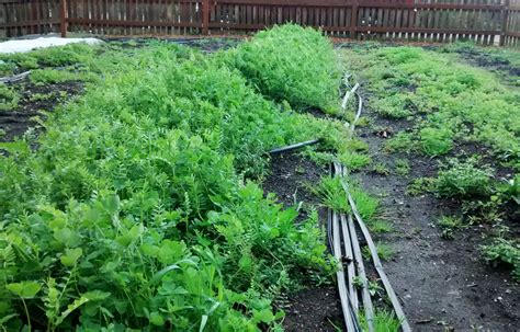 The Giving Gardener: Plant cover crops now for healthy veggies next ...