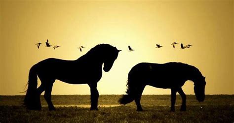 Pin By Deborah On Silhouette Horse Love Big Horses Horses And Dogs