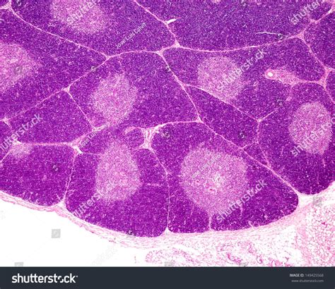 Lymphatic System Thymus Histology Pt Diagram Quizlet