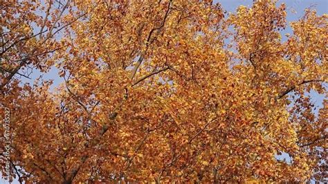 Liriodendron Tulipifera Tree With Bright Yellow Leaves Autumn