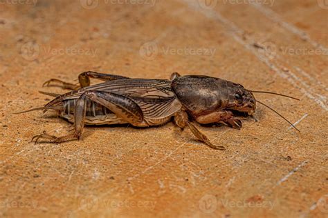 Adult Mole Cricket 13070833 Stock Photo at Vecteezy