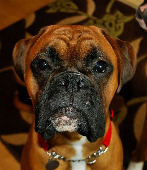 Ernie Boxer Dogs Boxer Love Boxer Dogs Facts