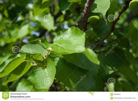 GREEN APRICOT TREE LEAVES stock image. Image of daytime - 94566853