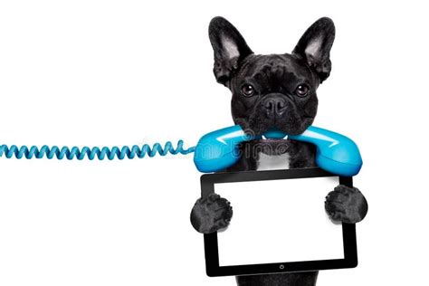 Dog Telephone Stock Image Image Of Curiosity Conversation 35891531