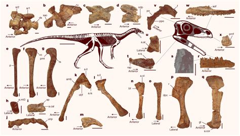 Encuentran el fósil de dinosaurio más antiguo de África tiene 230