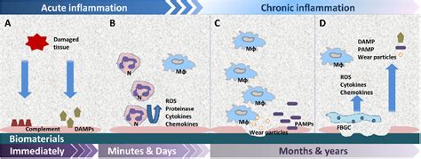 Figure 1 From Chronic Inflammation In Biomaterial Induced