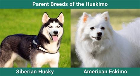 Huskimo (Siberian Husky & American Eskimo Mix): Info, Pictures, Care