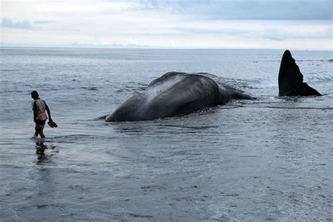 Apa Yang Terjadi Pada Bangkai Paus Yang Terdampar Di Pantai