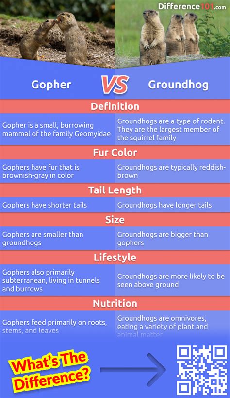 Gopher Groundhog Key Differences Pros Cons Similarities Off