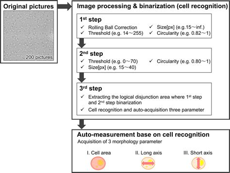 Overview Of The Auto Image Analysis The Original Images Underwent