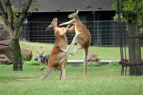 Red Kangaroo stock photo. Image of legs, standing, green - 3388770