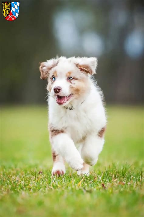 Australian Shepherd Z Chter Und Welpen In Der Oberpfalz