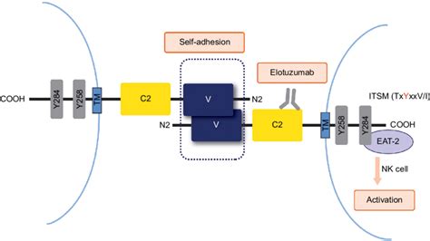 Binding And Intracellular Signaling Of SLAMF7 Receptors Notes