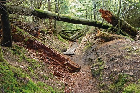 Wandertipp Der Wildnispfad Im Nationalpark Schwarzwald