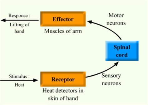 response lifting  hand stimulus heat effector muscles  arm recepto