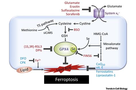 Ferroptosis Death By Lipid Peroxidation Trends In Cell Biology