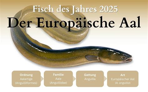 Fisch des Jahres 2025 Landesfischereiverband Baden Württemberg e V