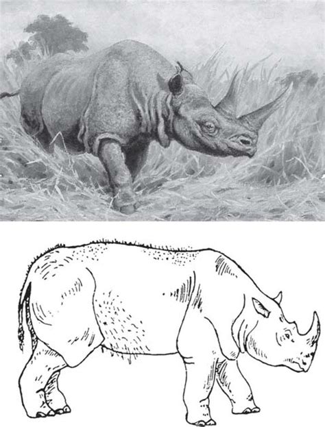 Reconstructions of Rhinoceros mercki Jäger 1839 Stephanorhinus