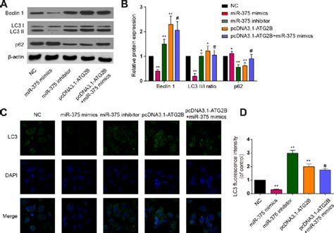 The Effects Of MiR 375 And ATG2B On Autophagy A Western Blot Of