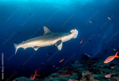 Hammerhead shark (Sphyrnidae) swimming in tropical underwaters. Hammer ...