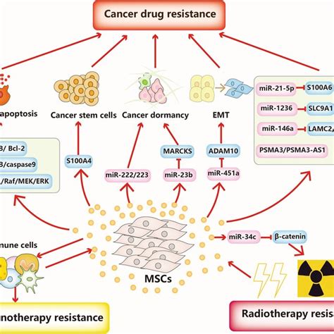 Applications Of Msc Derived Exosomes In Cancer Therapy Msc Derived