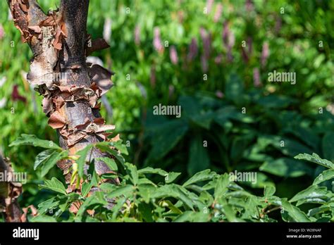 Acer Griseum Paper Bark Maple Sapindaceae Peeling Textured Tree