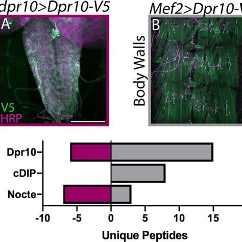 Immunoprecipitation Followed By Mass Spectrometry Of Dpr10 Uncovers In Download Scientific