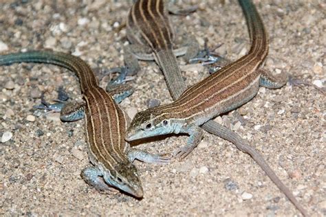 Whiptail Lizards Impossibly Long Tailed Speedsters Nature Blog Network