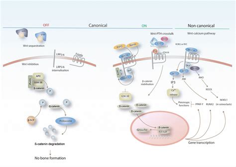 Simplified Diagram Depicting Canonical And Non Canonical Catenin
