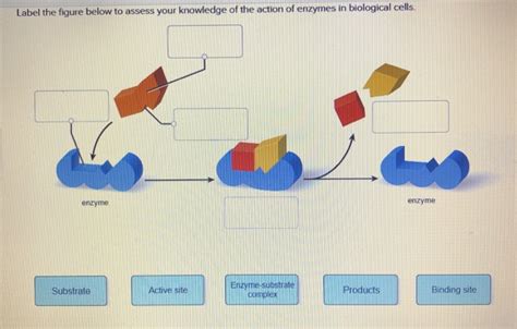 Solved Label The Figure Below To Assess Your Knowledge Of Chegg