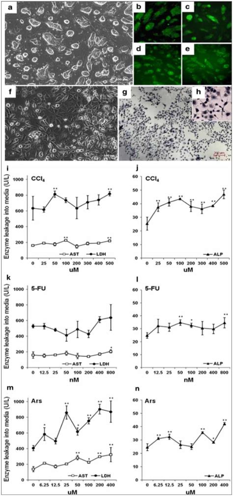 Morphological Features Of Hepatocyte Like Cells HCs During