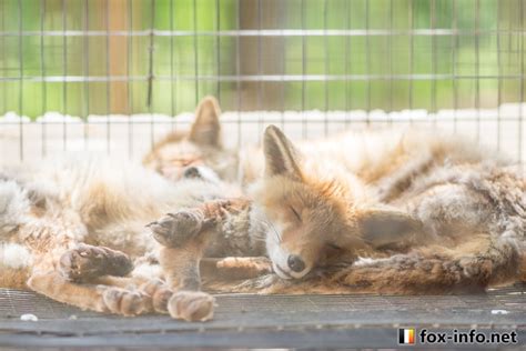 ホンドギツネ キツネコラム キツネ写真館