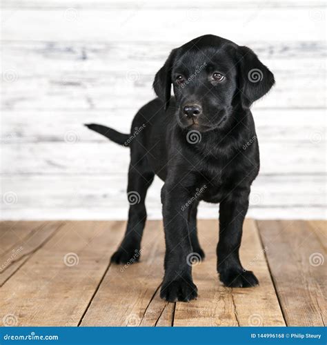 Cute Puppies Labrador Black - l2sanpiero