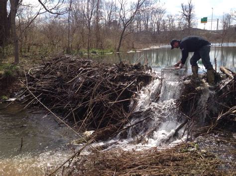 Naples Beaver Control, Removal, Beaver Trapping