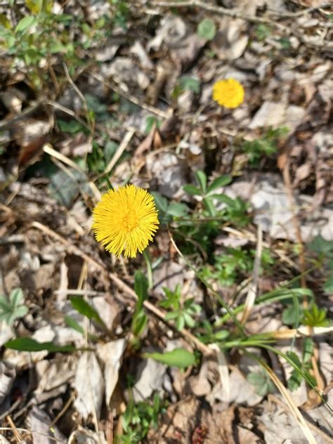 Colt S Foot From East Nassau Ny Usa On April At