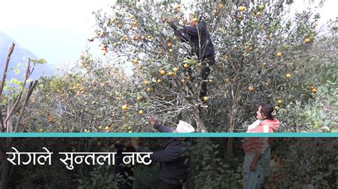 बजारमा सुन्तला पठाउन भ्याई नभ्याई भएका धादिङका किसान किन चिन्तित छन्