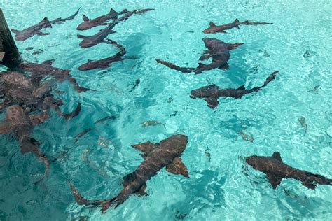 Compass Cay Sharks Experience Swim With Sharks In The Bahamas