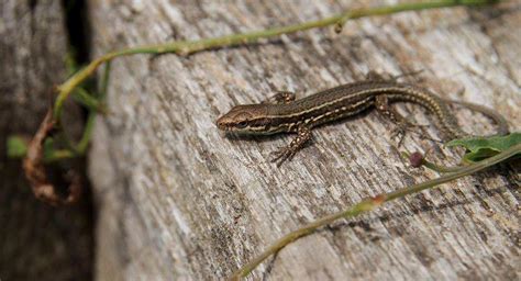 Comment Se D Barrasser Des L Zards Naturellement