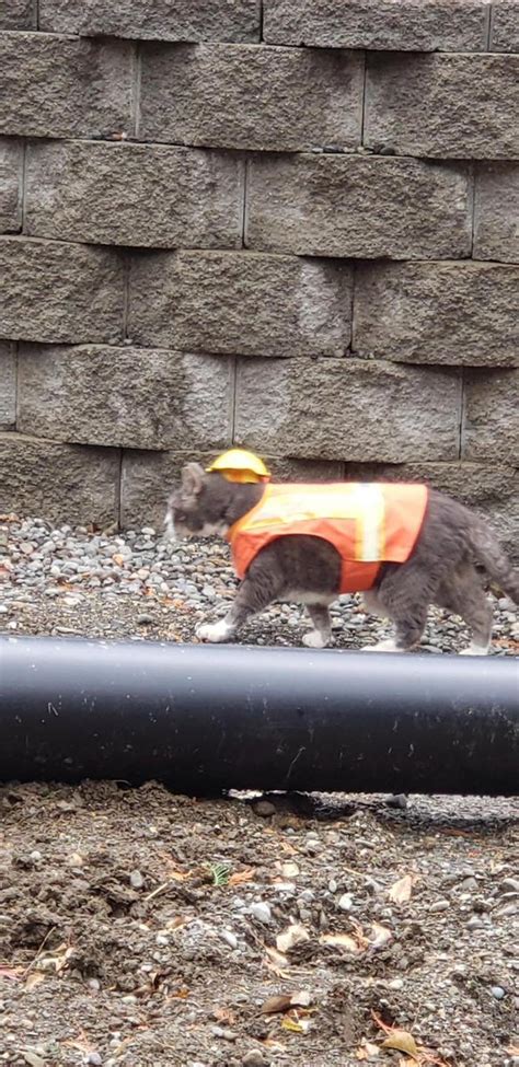 On Twitter Rt Catworkers Chubby The Construction Site Cat