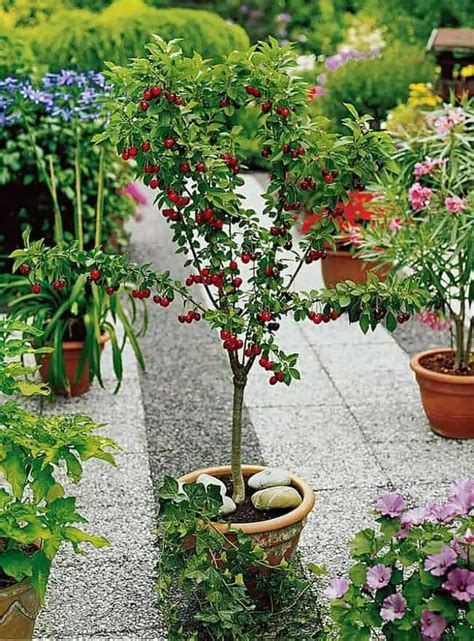 Best Ideas For Growing Fruit Trees In Containers Gardenoid