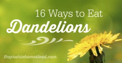 16 Ways To Eat Dandelions Homestead Survival