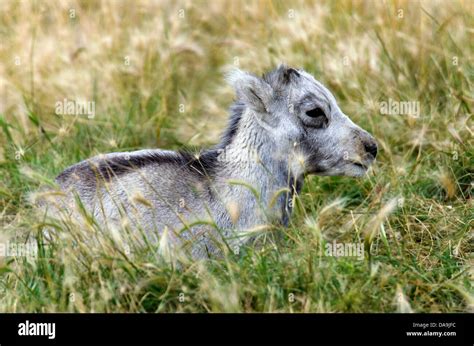 Stone Sheep Ovis Dalli Stonei Yukon Wildlife Preserve Canada