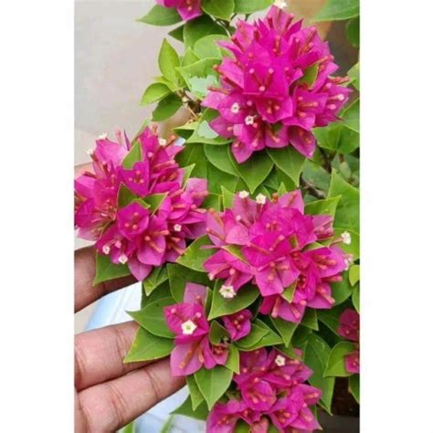 Jual BIBIT TANAMAN HIAS BUGENVIL BUNGA KERTAS HAWAI PINK PURPLE