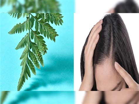 Tamarinds Leaves Benefits Of White Hair You Must Know The Tricks To