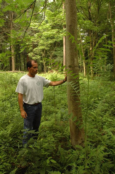 Central Pennsylvania Forestry: Invasive Species Highlight: Tree of Heaven (Ailanthus altissima)