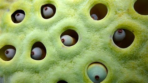 Trypophobia - Big Think