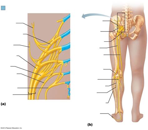 Sacral Plexus Diagram Quizlet